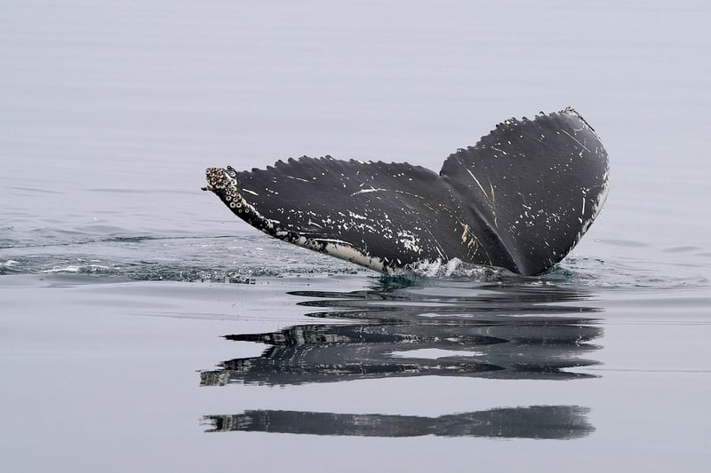 Whale Underwater